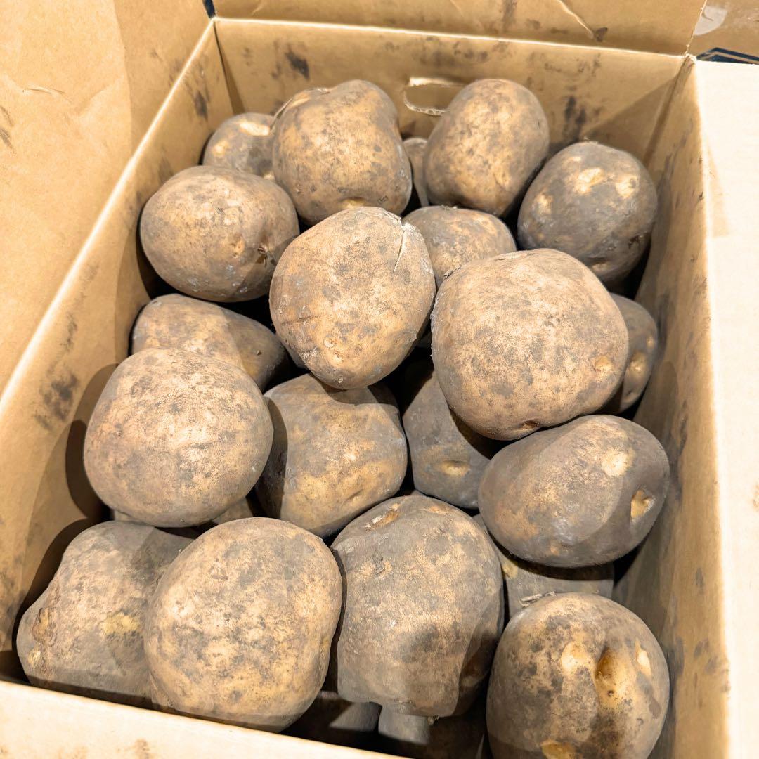 ジャンボサイズ　数量限定　じゃがいも　04