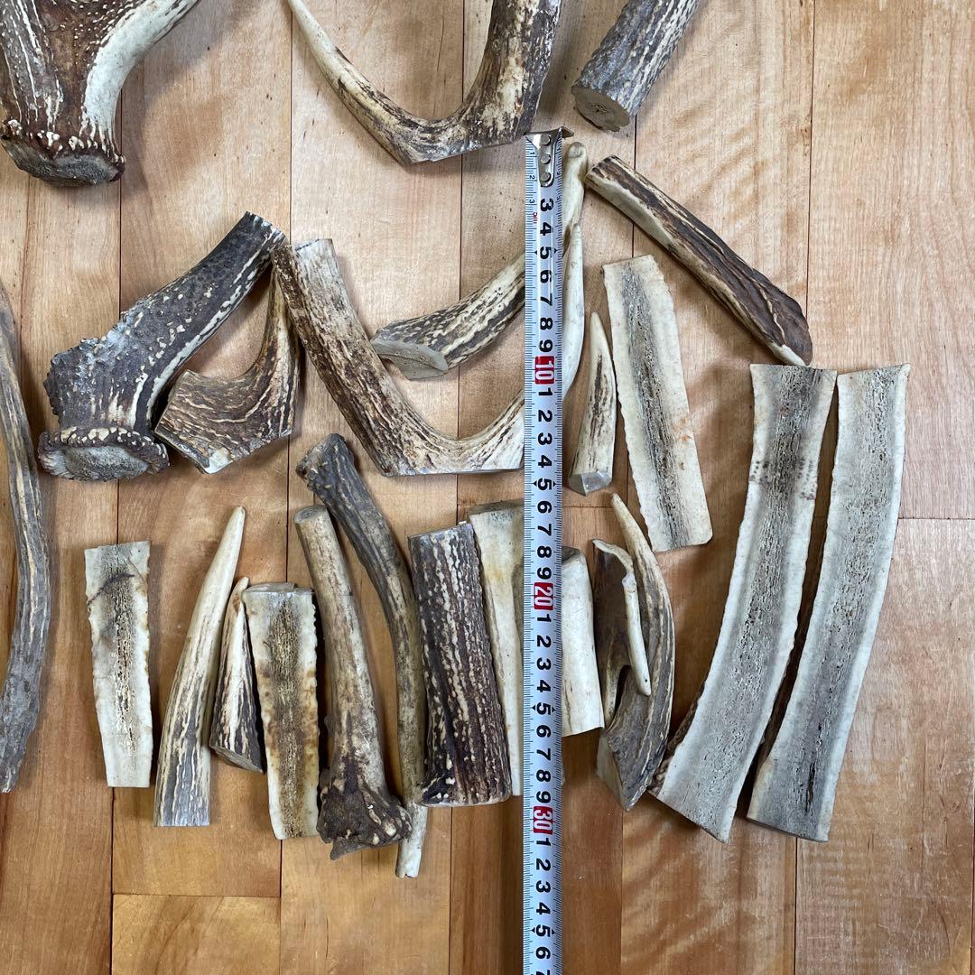 エゾシカ 蝦夷鹿 角 まとめ売り