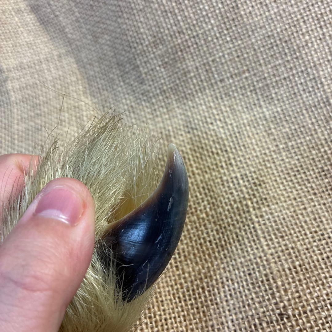 シロクマ　爪　ホッキョクグマ　熊の爪　ベアクロー　剥製