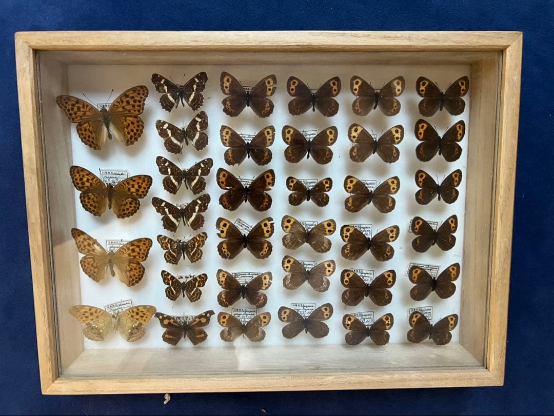 希少蝶の標本 ドイツ木製フレーム付き箱現状品のみ35x26x6cm