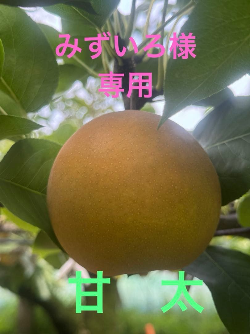 ⚠️みずいろ⚠️茨城県産　梨/甘太　秀品　5キロ×2箱