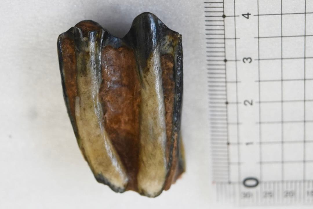 沖縄県産　哺乳類の歯化石