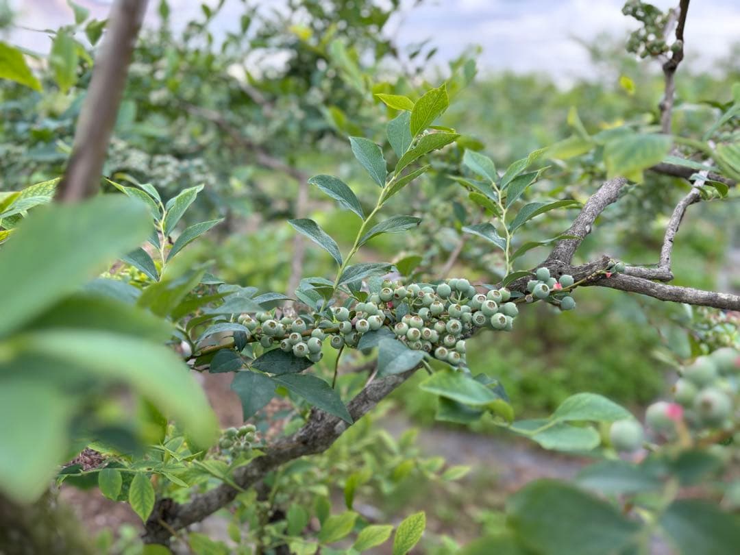 埼玉県産　令和7年度 冷凍ブルーベリー5キロ