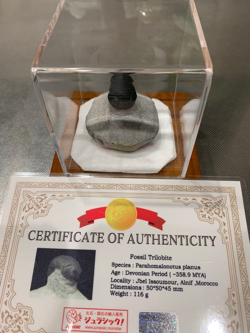 三葉虫　Parahomalonotus planus パラホマロノトゥス　化石