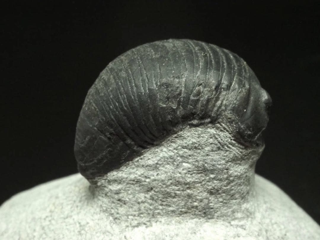 三葉虫　Parahomalonotus planus パラホマロノトゥス　化石