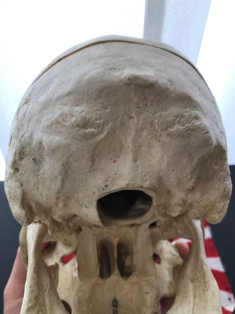 頭骨 人体模型 ドイツ 髑髏 ドクロ 置物 オブジェ アートvintage