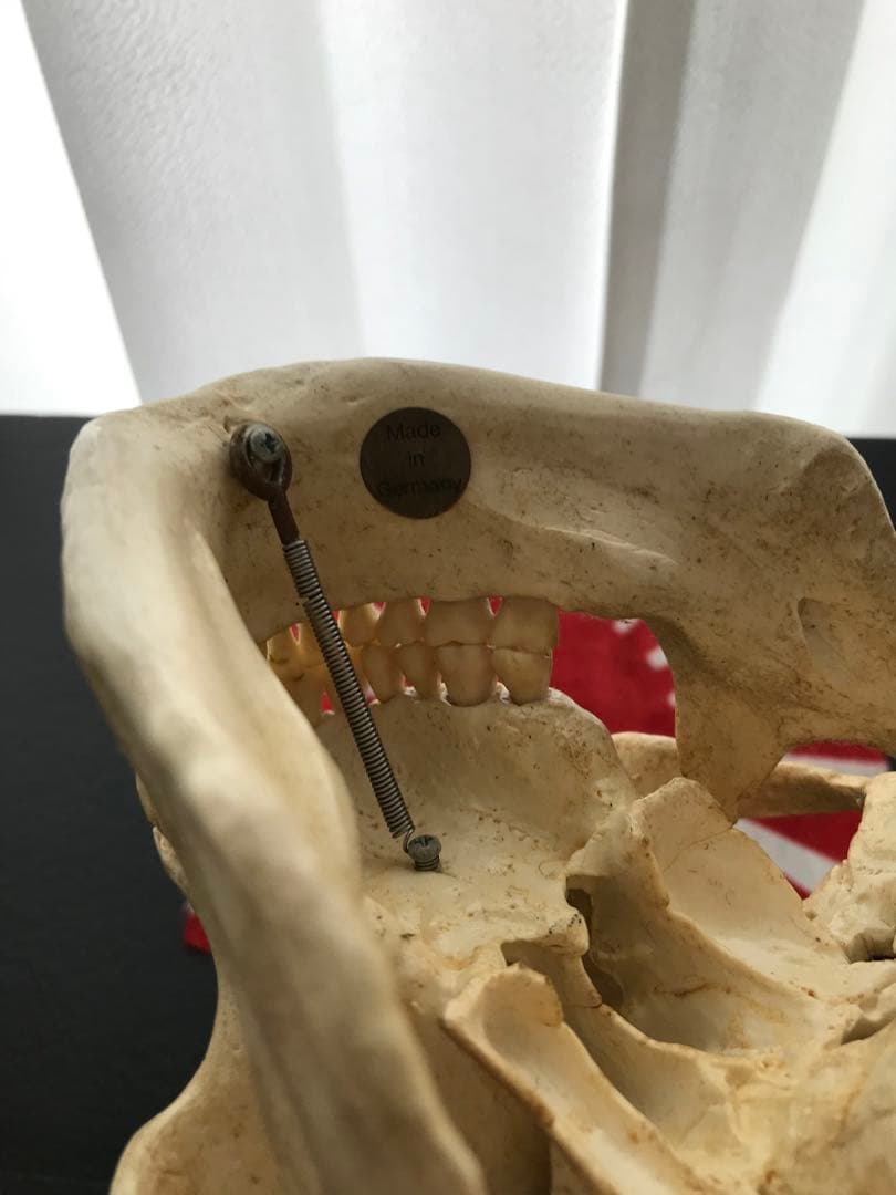 頭骨 人体模型 ドイツ 髑髏 ドクロ 置物 オブジェ アートvintage