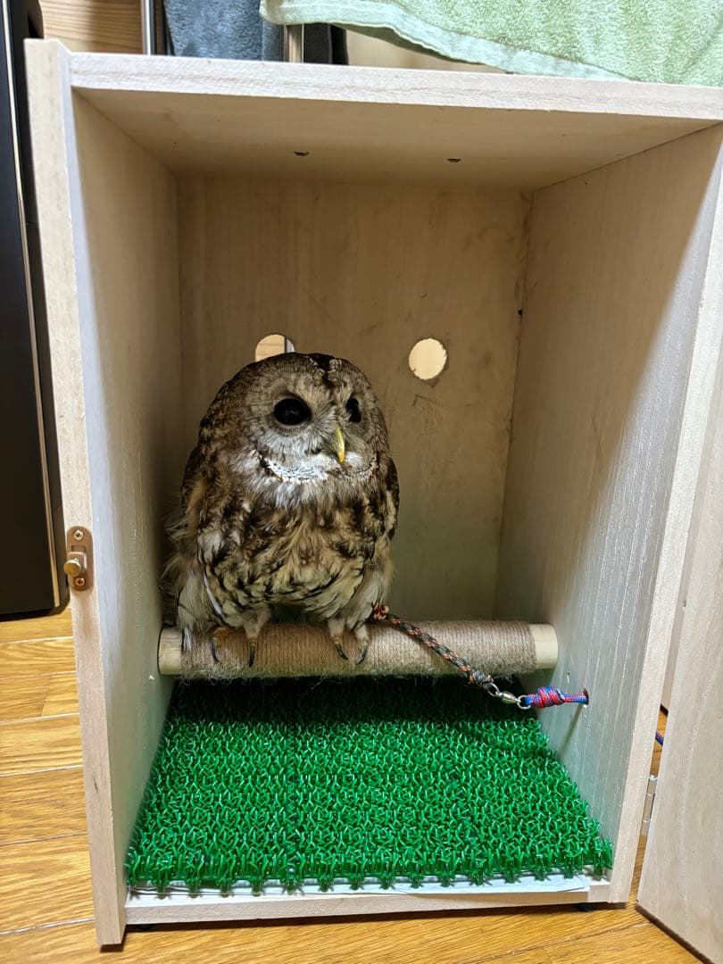 猛禽類　移動用ケージ