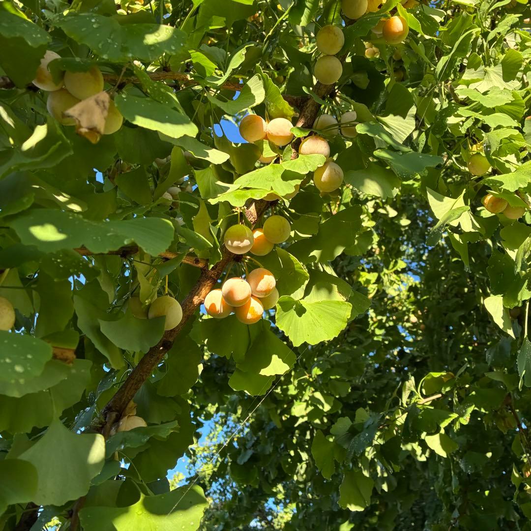特売！本場岐阜県産！本家やませき、藤九郎，銀杏、３Ｌ以上♪５ｋｇ