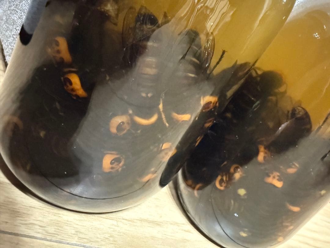 スズメバチ　焼酎漬け　ホワイトリカー　100匹