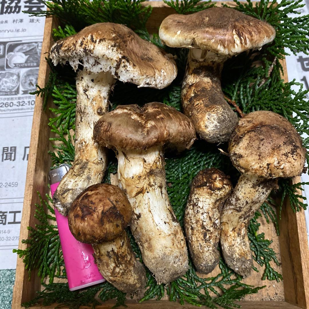 ⑤南信州豊丘産 松茸198ｇ開きとつぼみのセット