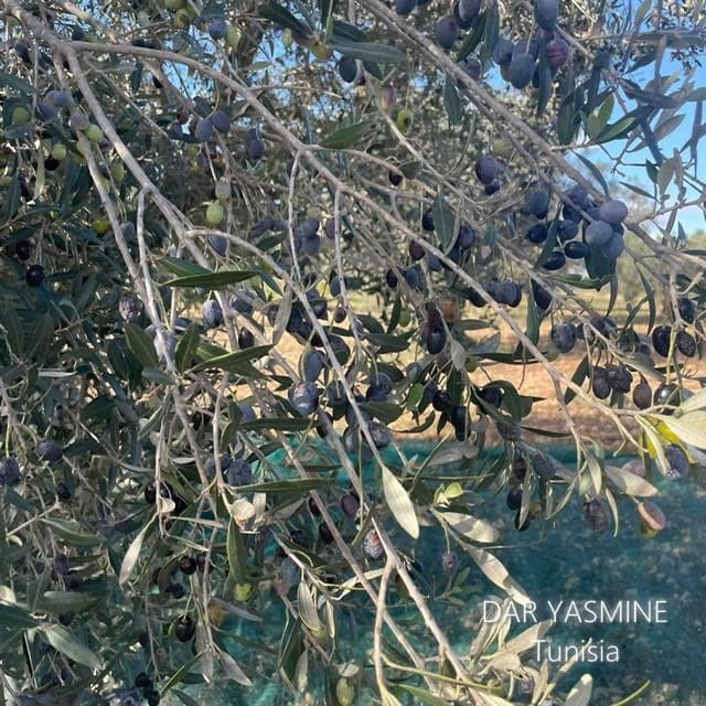 エキストラバージンオリーブオイル　コールドプレス手摘み　500ml×12本セット