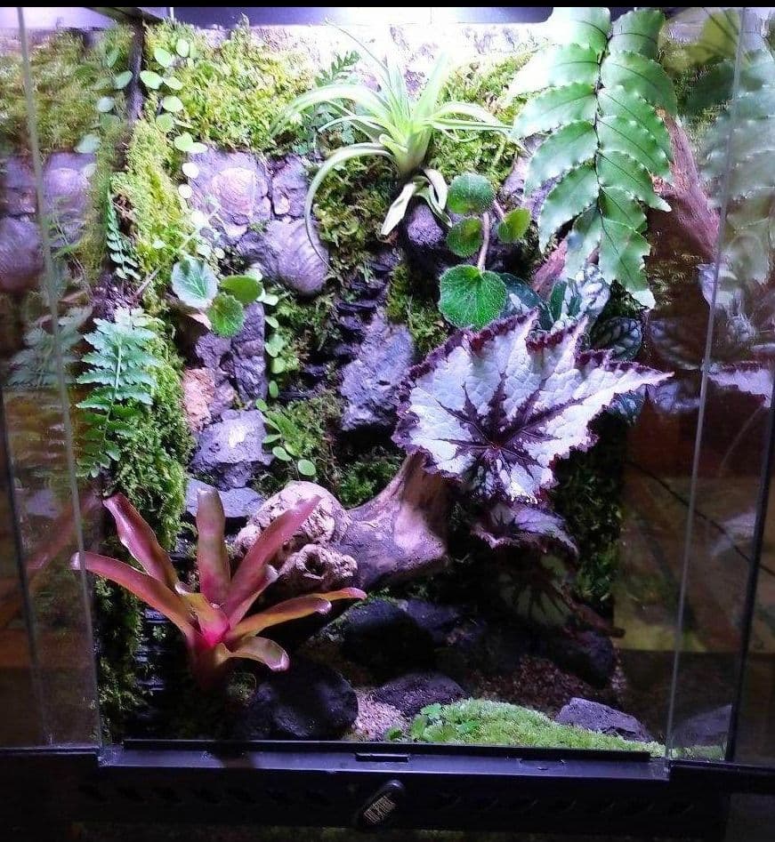 究極の自然の中の飼育箱(階段、化石付き)、太古の自然、ビバリウム、苔テラリウム