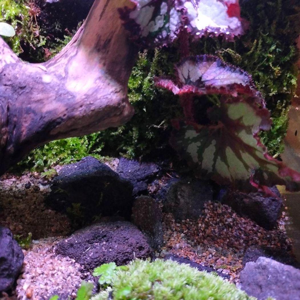 究極の自然の中の飼育箱(階段、化石付き)、太古の自然、ビバリウム、苔テラリウム