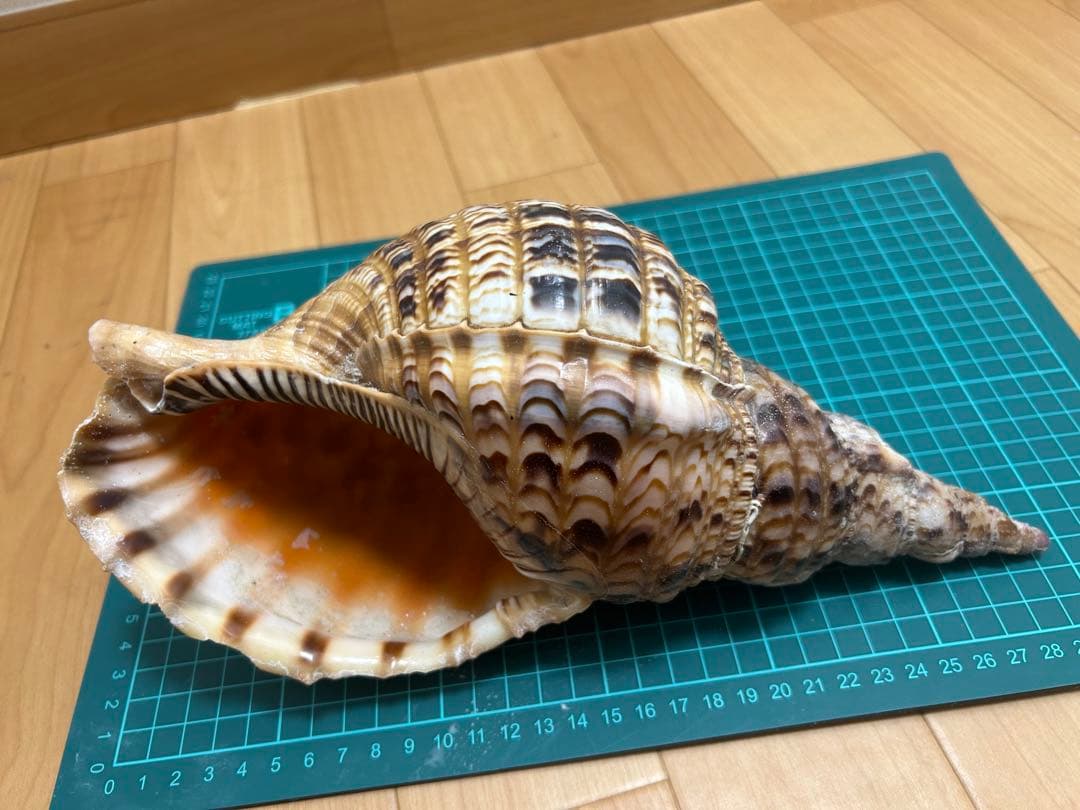 法螺貝　ホラ貝　30cm