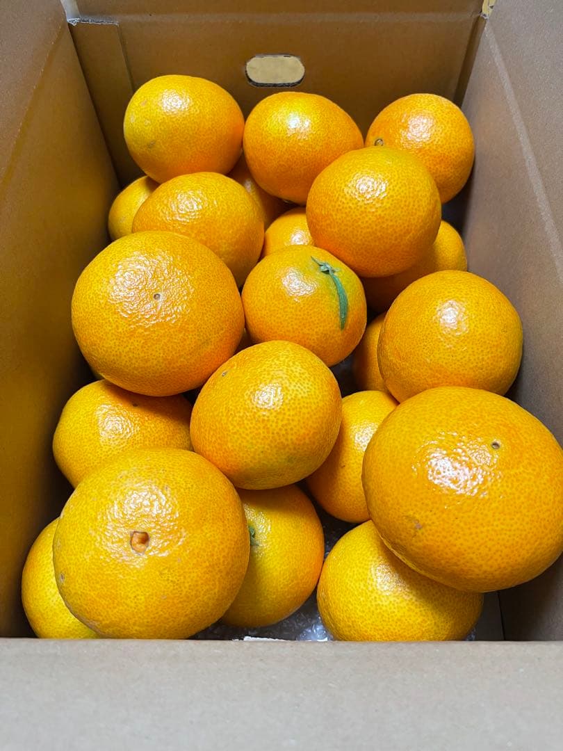 紅マドンナ(2.5kgx5箱)・ご家庭用