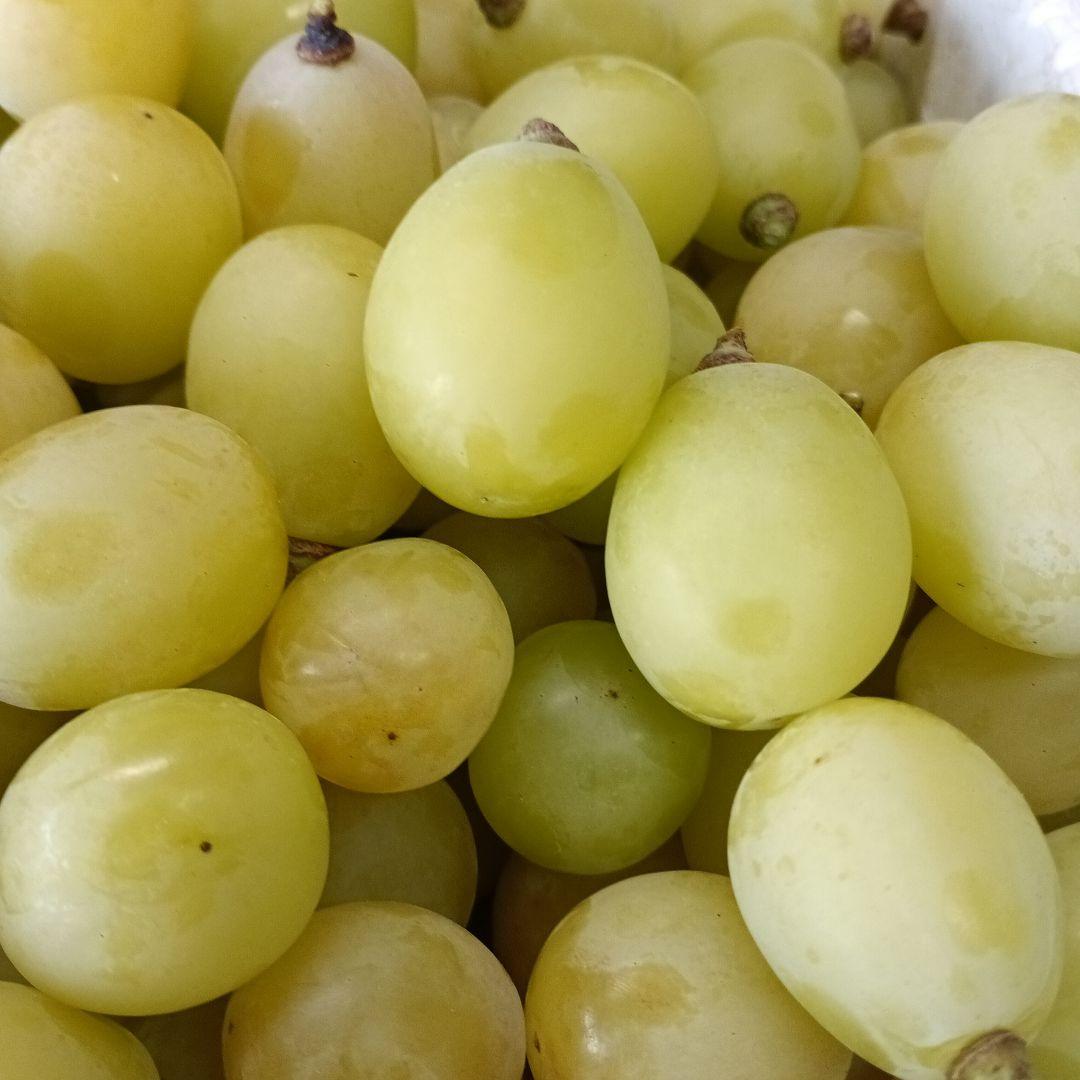 シヤインマスカット家庭用３キロ粒パック入り