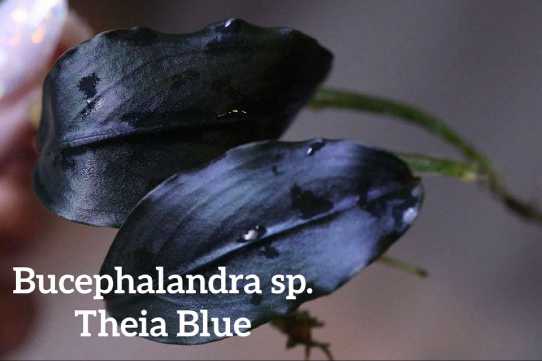 ブセファランドラspティアブルー