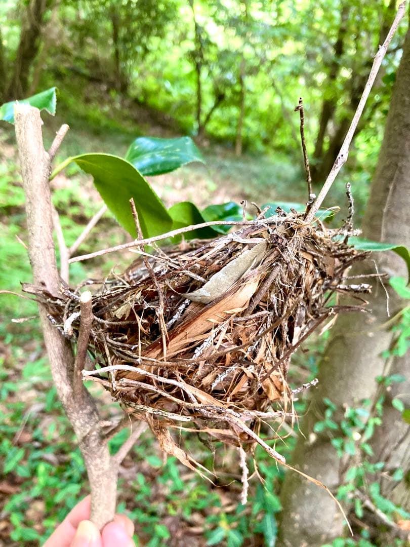 天然野生＊野鳥＊とっても可愛い枝付き【鳥の巣】巣＊小鳥の巣＊ネイティブオブジェ