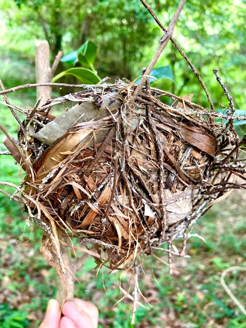 天然野生＊野鳥＊とっても可愛い枝付き【鳥の巣】巣＊小鳥の巣＊ネイティブオブジェ