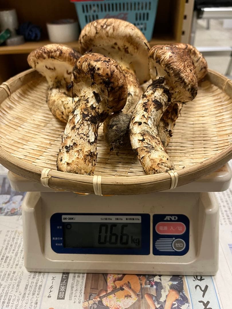 岩手県産松茸　良型　1 今期最終