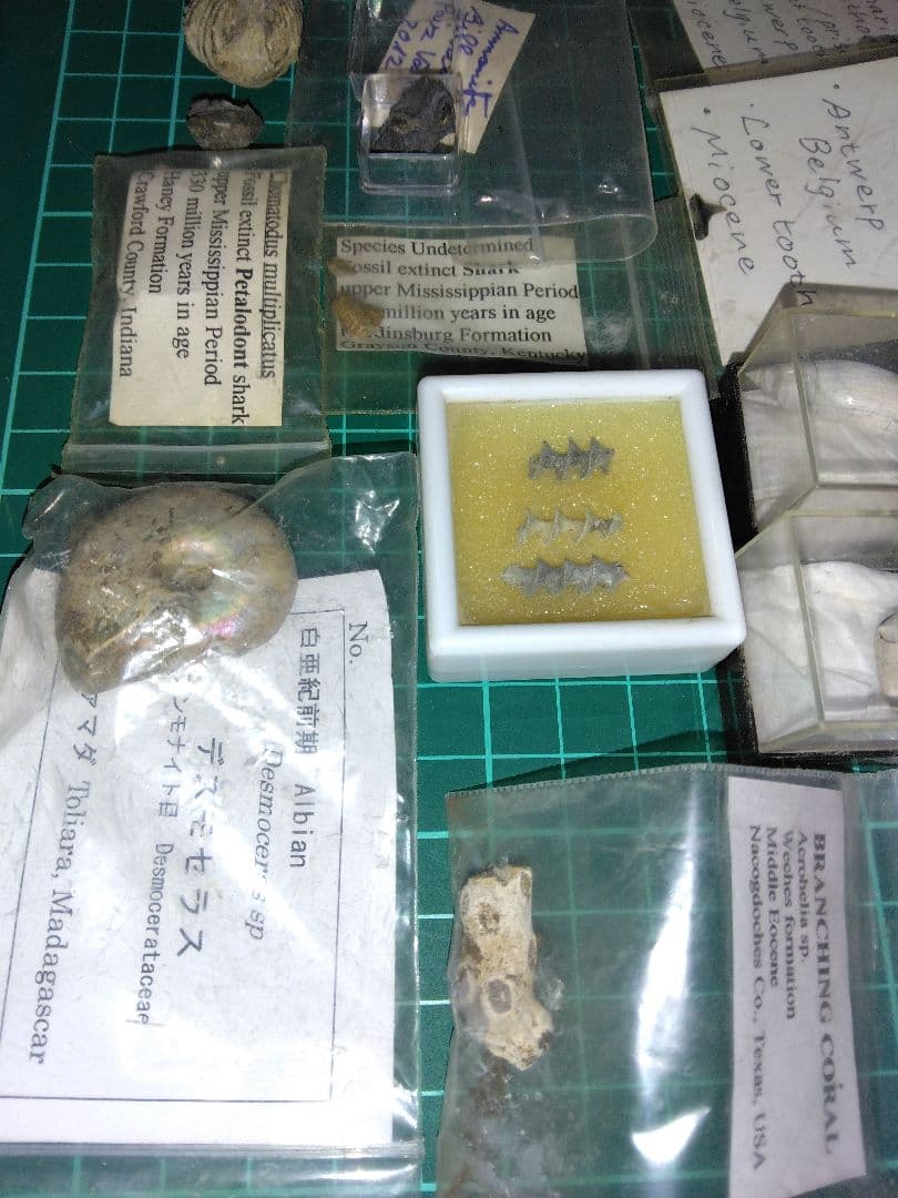 世界の化石　まとめ売り　化石　アンモナイト　巻き貝　ウミユリ　サメの歯化石