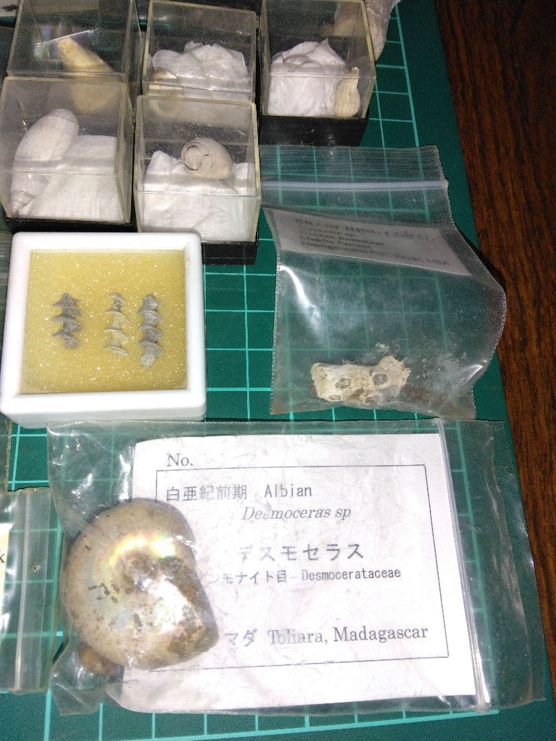 世界の化石　まとめ売り　化石　アンモナイト　巻き貝　ウミユリ　サメの歯化石