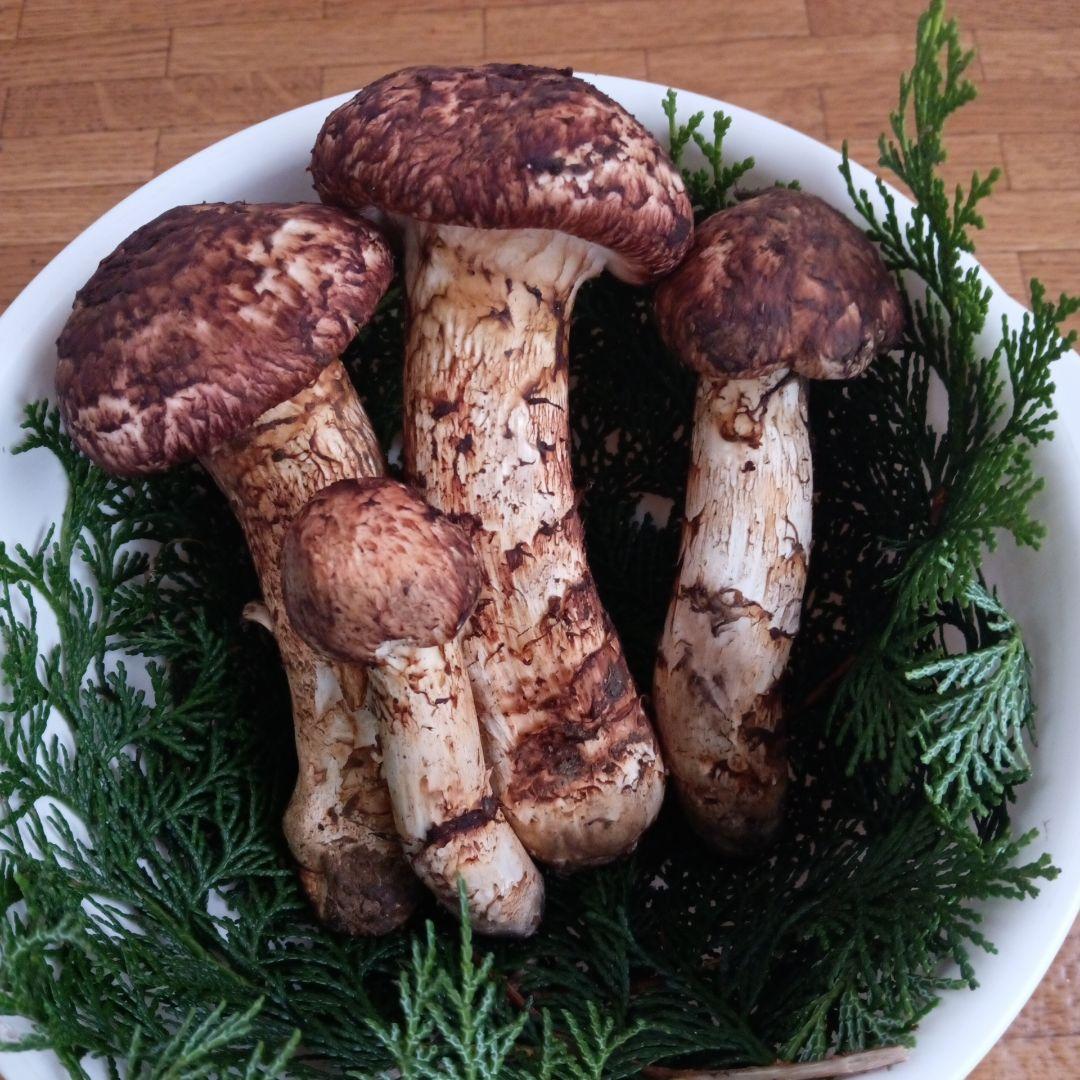 岩手県産 松茸　１０月１３日朝採れたて上物蕾から半開き ４０８ｇ