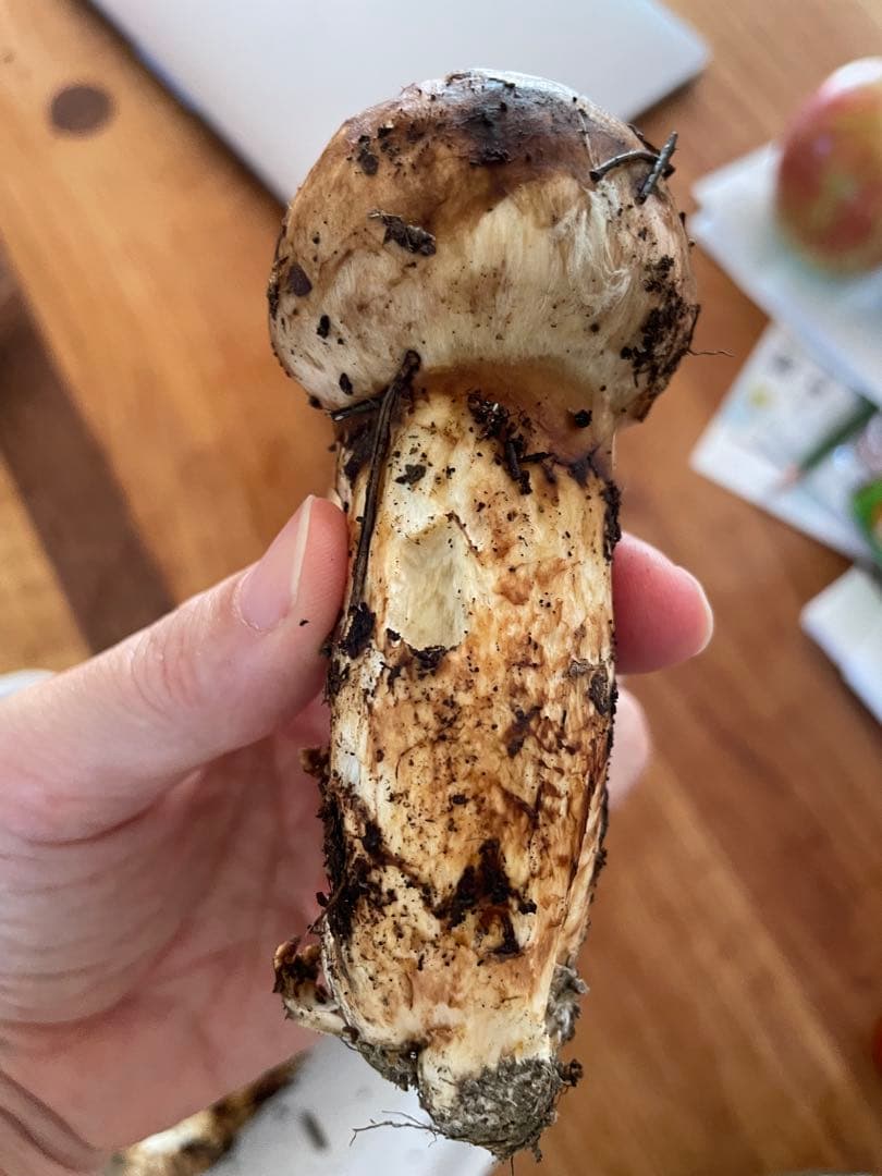 【訳あり価格！】天然 松茸 180グラム 送料込み！