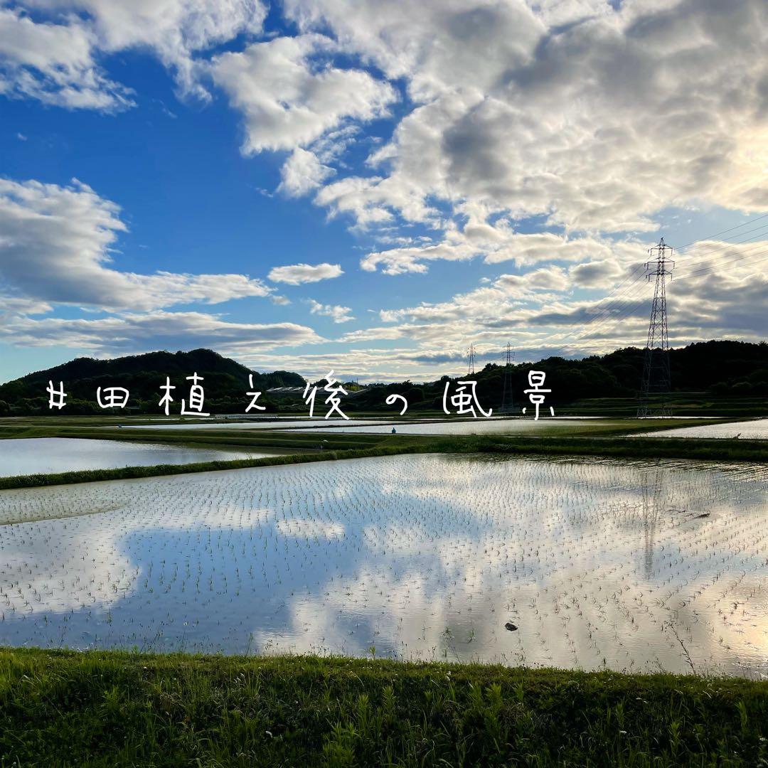 美味★新米 兵庫県産キヌムスメ 10kg 山の湧き水で育てたお米