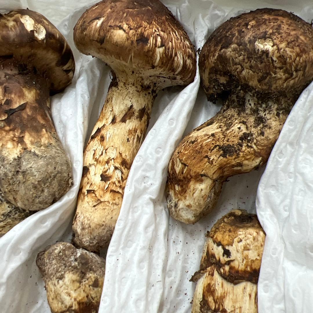 超新鮮な中国産松茸 つぼみ！綺麗！ 28本入り　 約1キロ入り