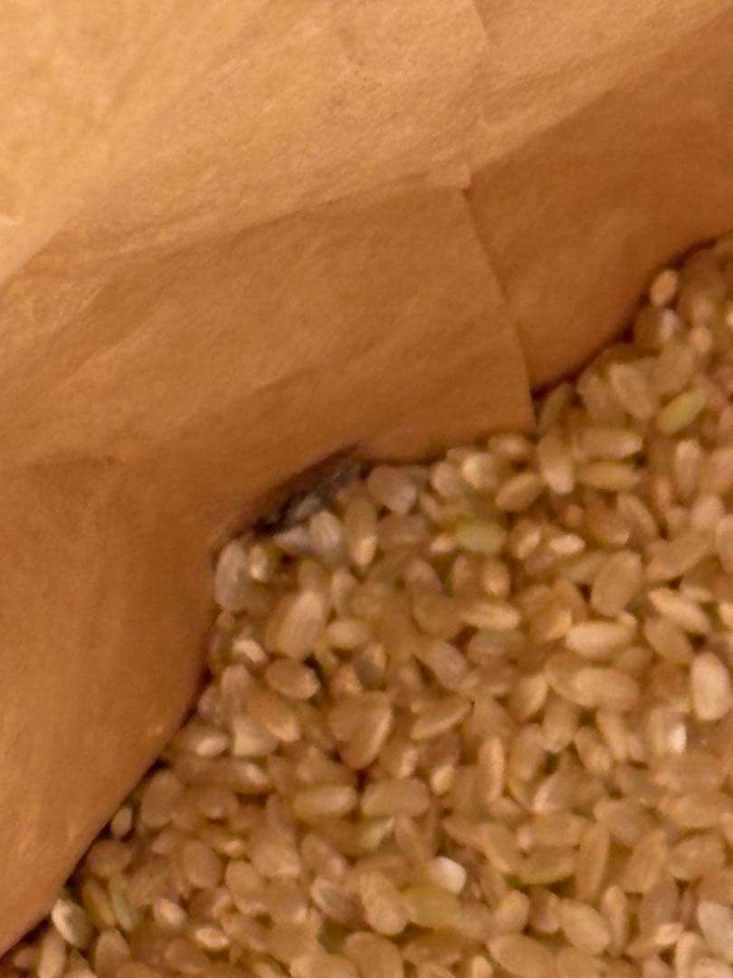 くず米　袋込み20kg (正確には19.1キロ)