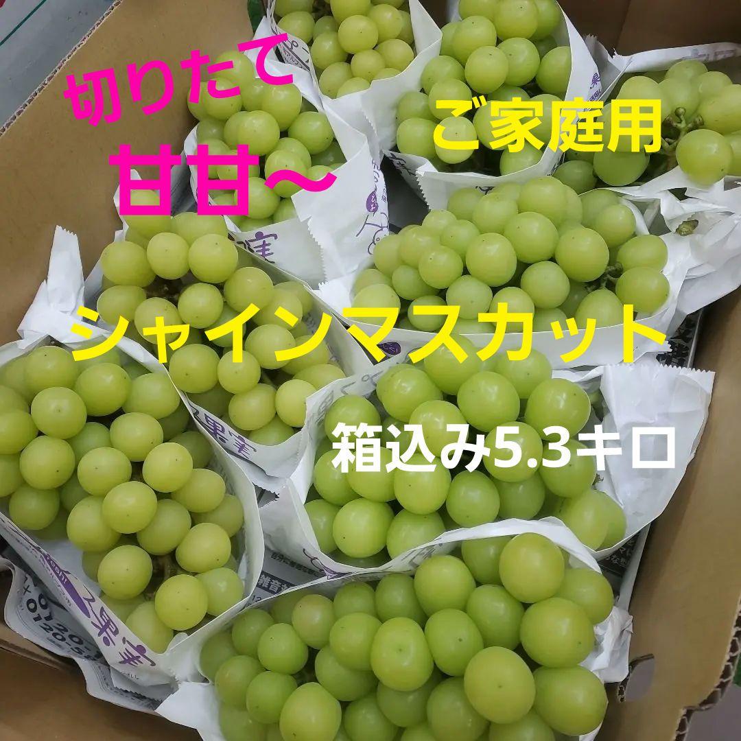 1⃣ 山梨県産 シャインマスカット １２房入り 箱込み5.3キロ