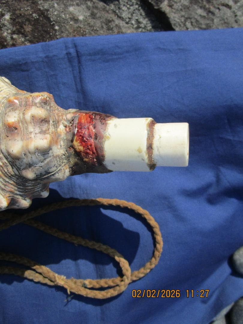 法螺貝　ホラ貝　紐付き　山伏必需品　1個