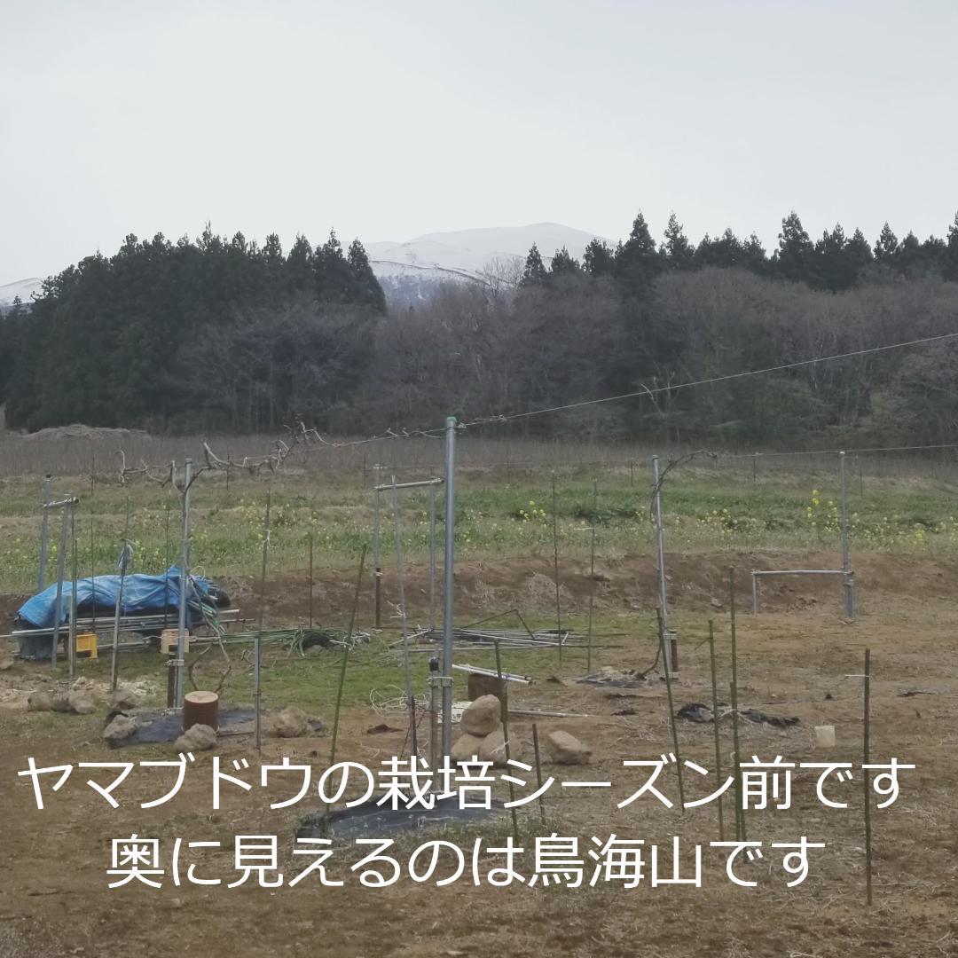【たっぷり12kg】鳥海山麓の自家栽培 やまぶどう 果実酒にも②