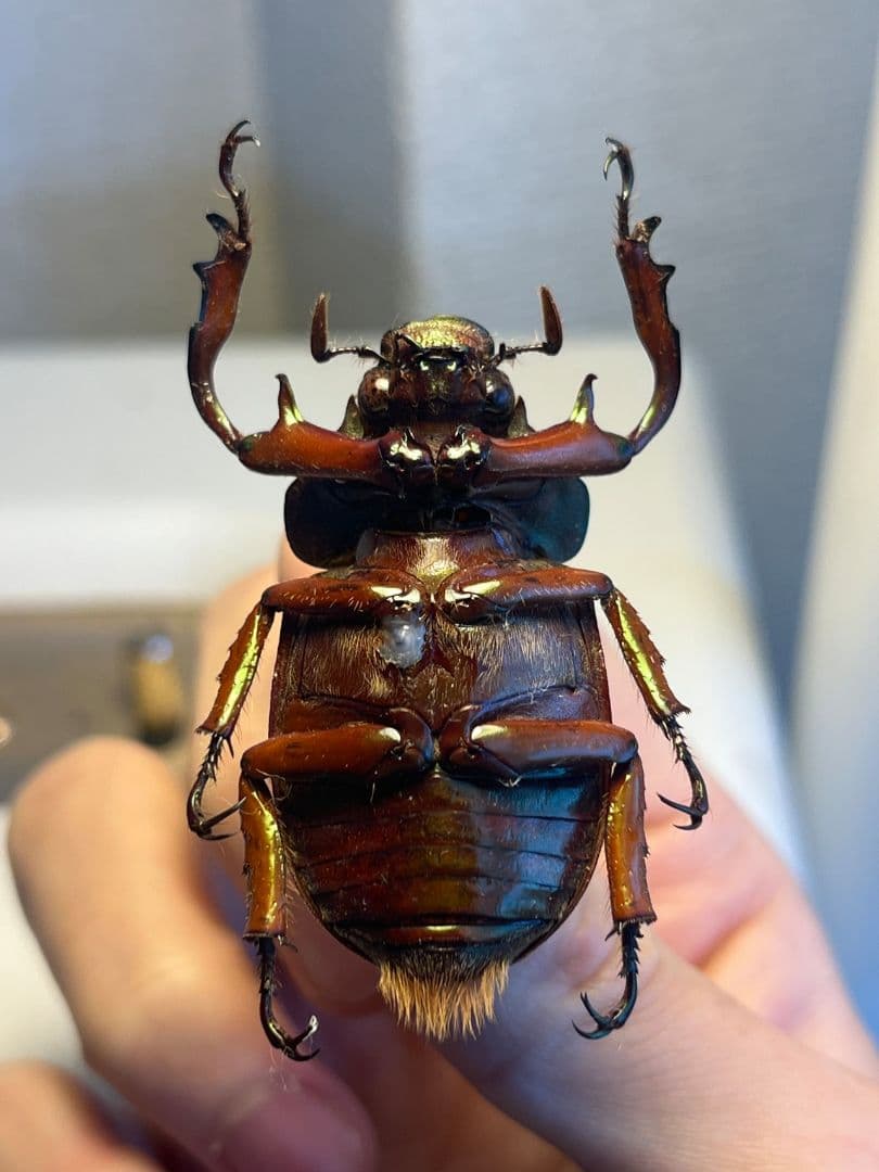 【42mm】ミラビリステナガスジコガネ'ナンベイテナガスジコガネ 昆虫標本