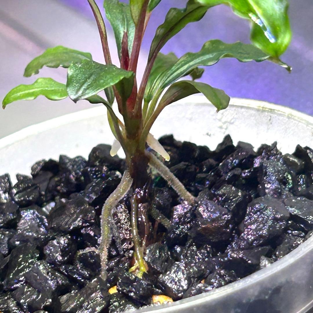 【現地消滅種❣️】ブセファランドラ sekadau 3【TB】斑入り