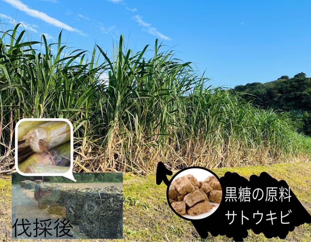 喜界島 百花蜜 3kg 蜂蜜 国産