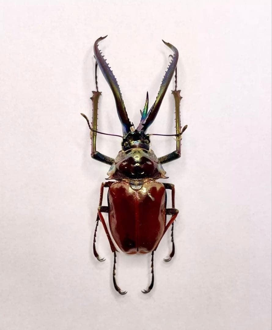 チリクワガタ　ホロメタリクス　標本