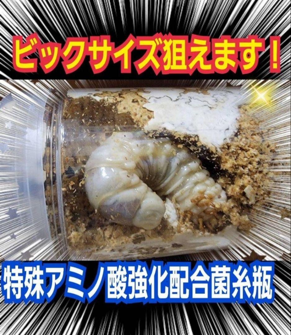 極上！オオヒラタケ菌糸瓶【8本】トレハロース強化配合！オオクワ・ヒラタ・虹色に！