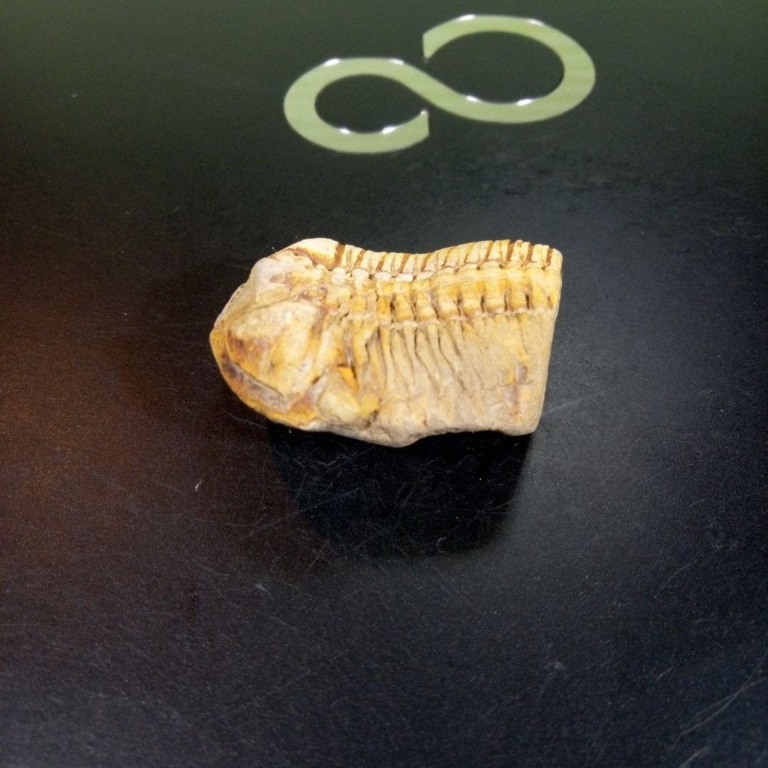 三葉虫　化石　fossil　ボリビア産　トライロバイト　三葉虫個体④