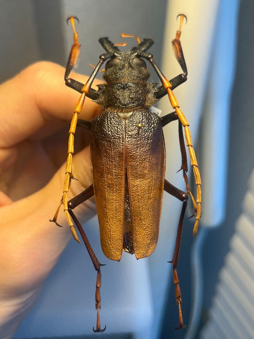 【70mm】アントンルリオニノコギリカミキリ 　昆虫標本