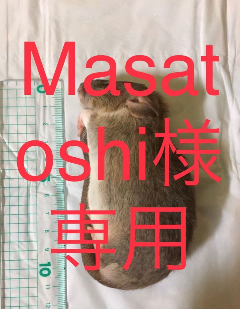 冷凍SM25 M25 ML10 5L4 6L4