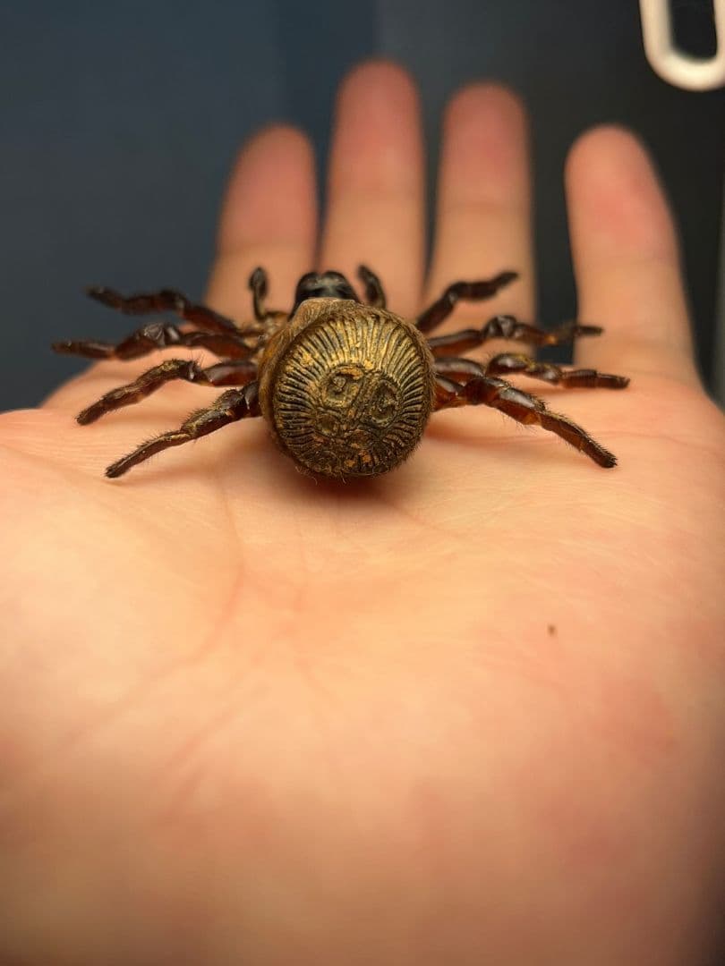 【BIG】シリキレグモ トラップドアスパイダー タランチュラ ムカデ 昆虫標本