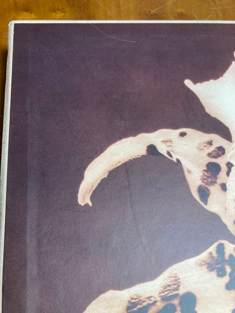 【PISTILS】Robert Mapplethorpeロバート・メイプルソープ