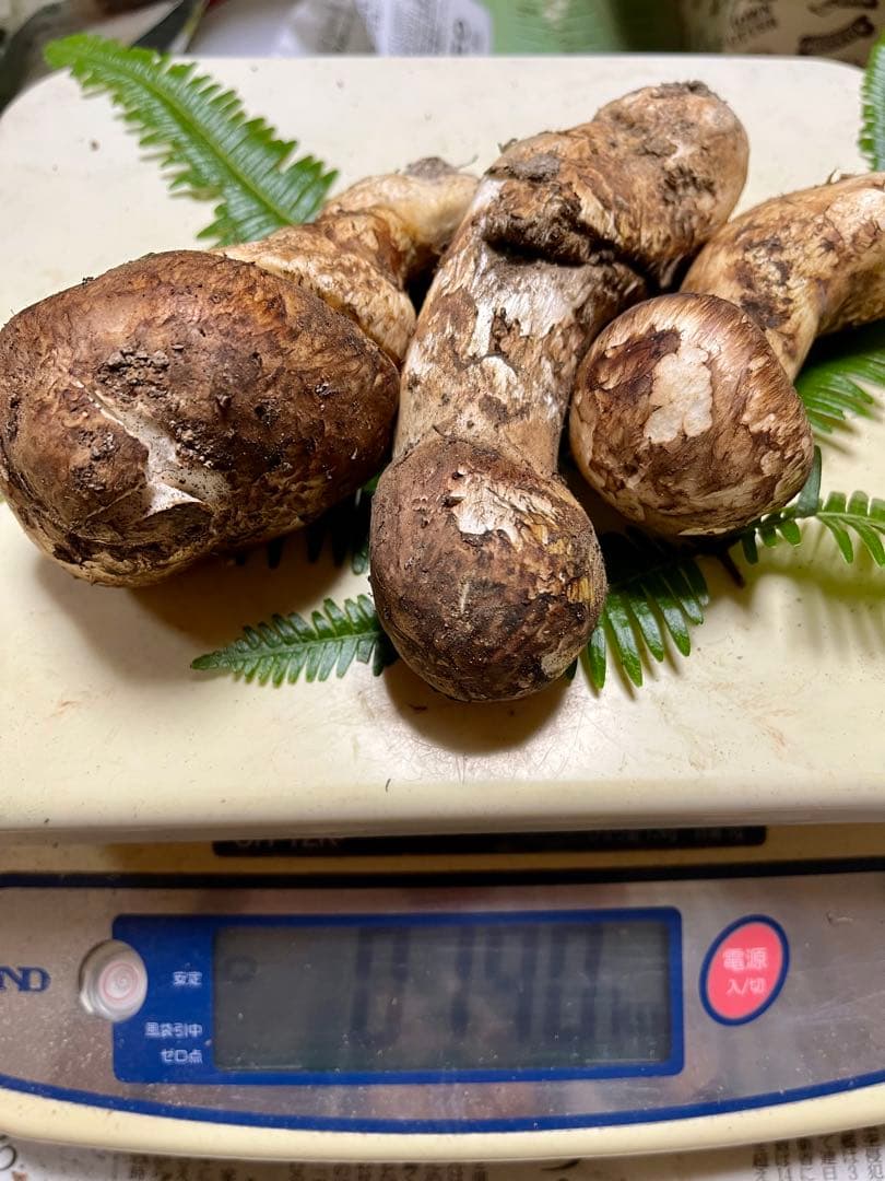 【大阪泉州産】天然松茸 採れたて「超ブサイクちゃん」3本190g国産