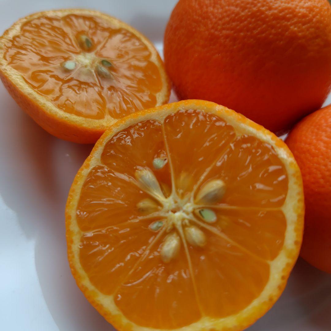 【ꕤ390】熊本県産 赤姫レモン 20kg（国産レモン）