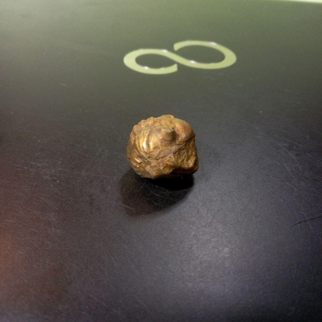 三葉虫　化石　fossil　ボリビア産　レア　Fossil管理⑥