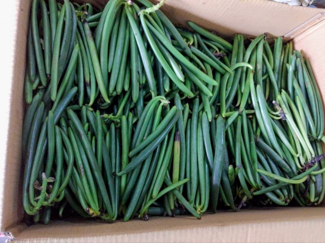 御礼【7個セット】特別販売　バニラペースト100gブルボン種　楓や