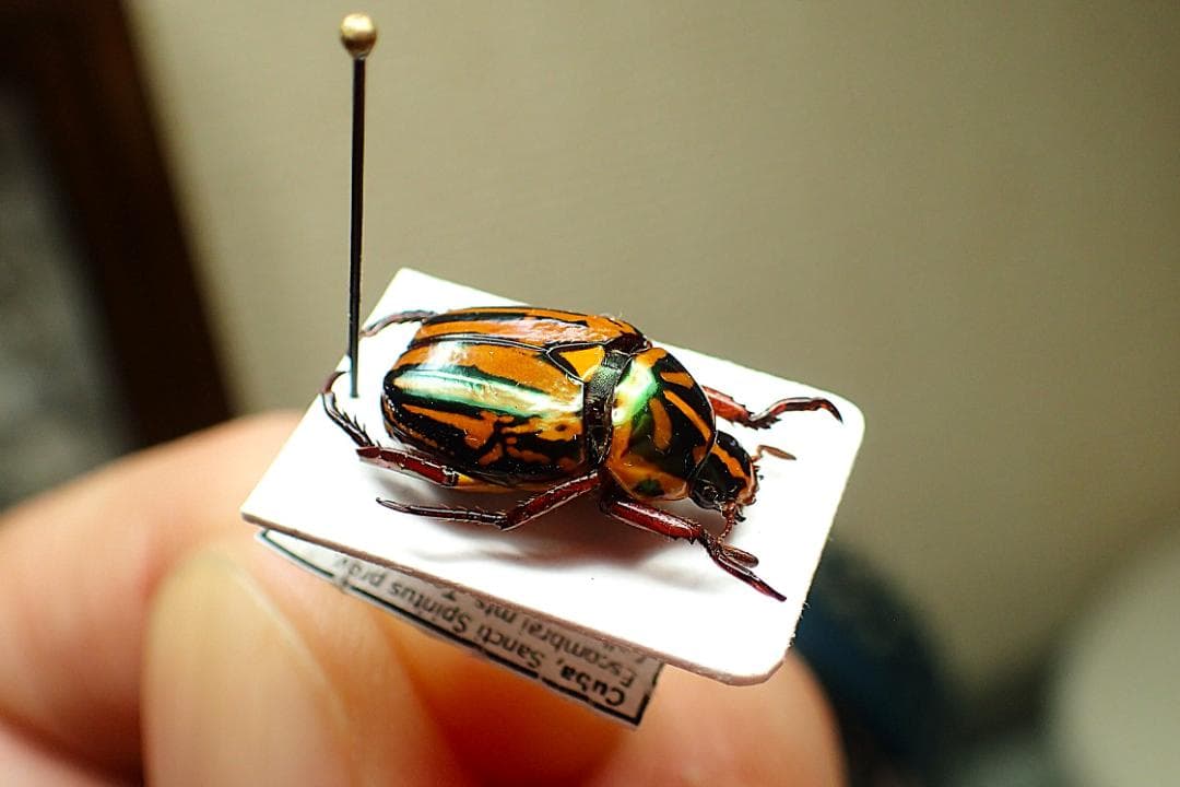 グリーンのラメが強烈な印象の珍品コガネ